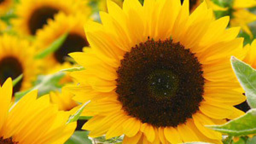 Isplaćeno 40 milijuna kuna za IPARD projekte