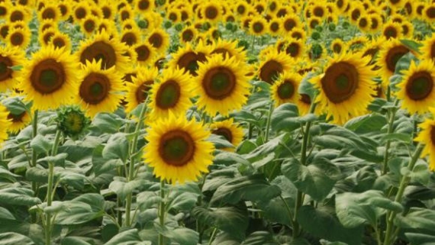 Komora dobila statut i plan rada