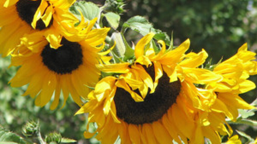 Loša politika aktualne vlasti prema agraru