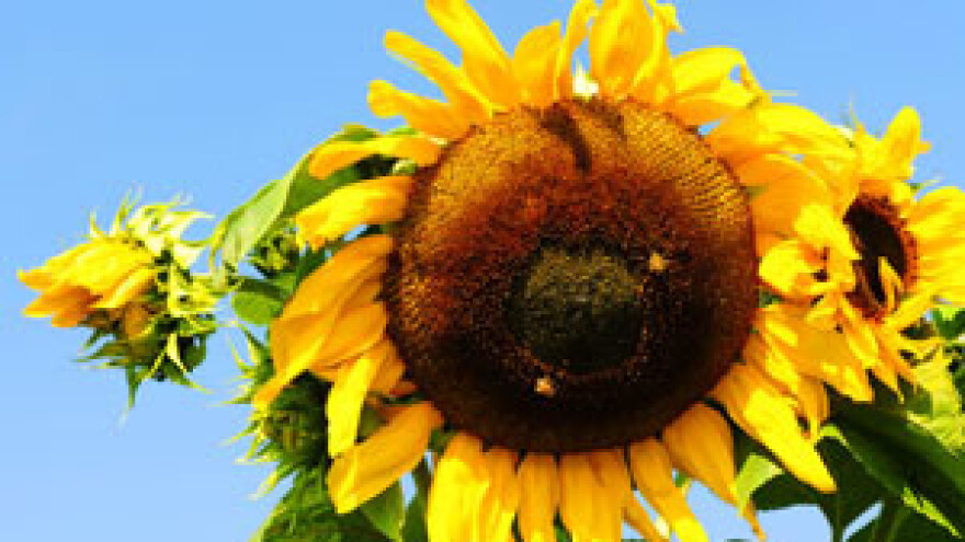 Kreditne linije za pomoć prezaduženim poljoprivrednicima