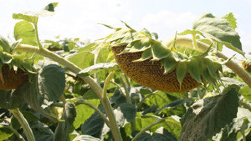 HSS: Ovaj zakon "ubija" hrvatsko selo