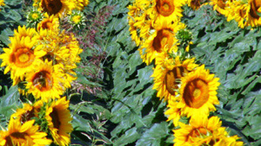 Na "listi srama" poreznih dužnika 60 posto baranjskih poljoprivrednika