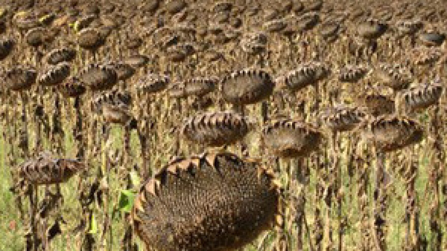 Ni suncokret se nije uspio oduprijeti suši