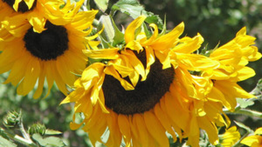 Čepinska uljara ulazi u završnu fazu privatizacije