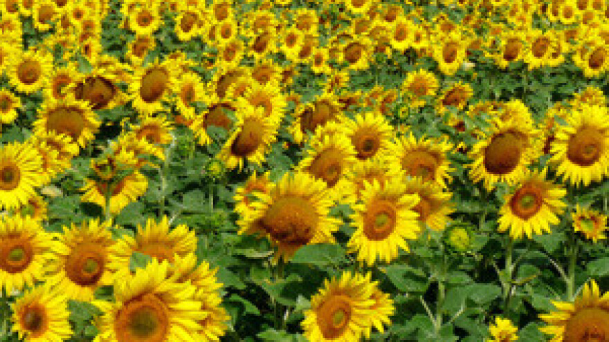 Najesen litra ulja najmanje 15 kuna