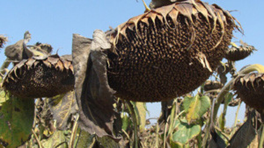 U Slavoniji i Baranji štete od suše veće od milijardu kuna