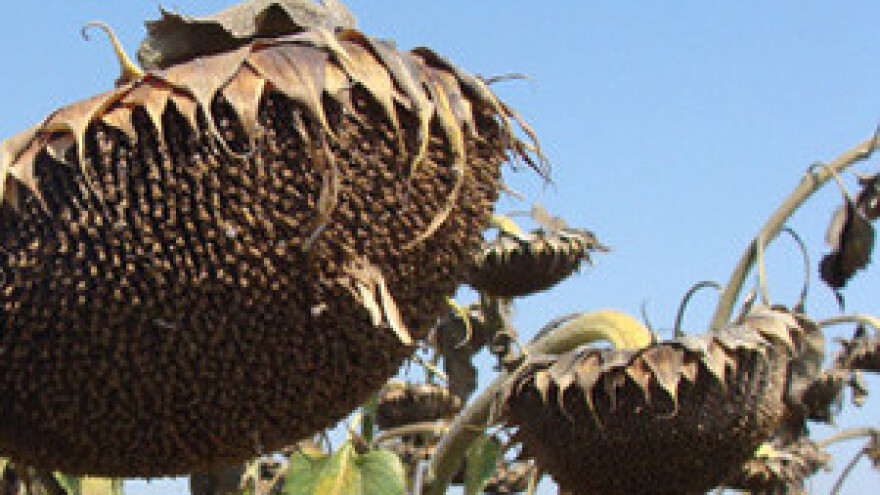 2. Međunarodni poljoprivredni sajam Bečej