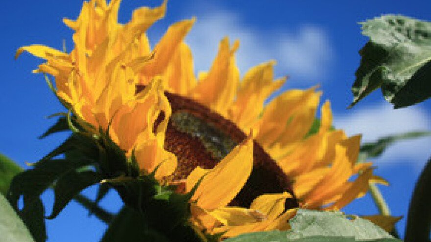 Već sutra poznat strateški partner čepinske uljare?