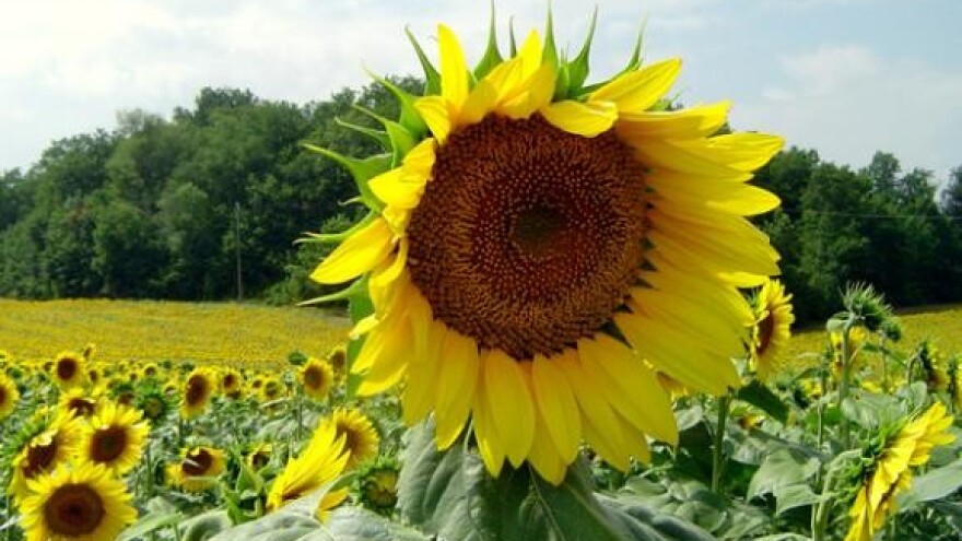 Kako reformirati hrvatsku poljoprivredu