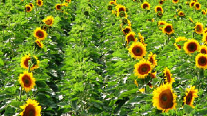 Osnovna gnojidba okopavina