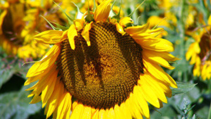 Čepinsko ulje ponovno u trgovinama