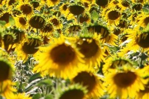 Veliki povratak Čepinskog ulja u trgovine
