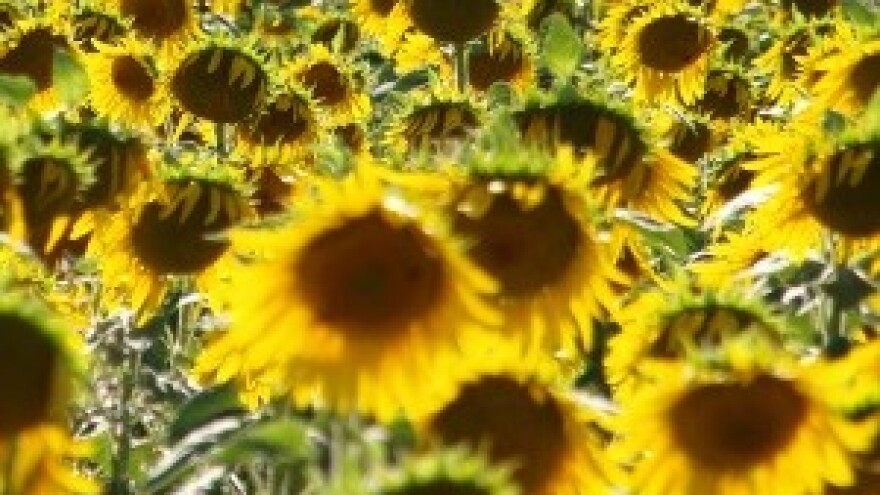 Veliki povratak Čepinskog ulja u trgovine