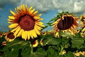 Počinje zaprimanje zahtjeva za izravna plaćanja poljoprivrednicima za 2013. godinu