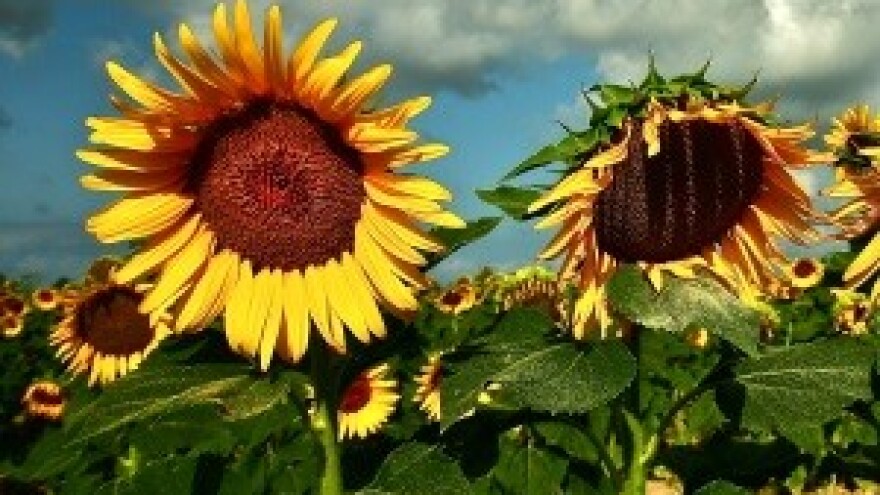 Počinje zaprimanje zahtjeva za izravna plaćanja poljoprivrednicima za 2013. godinu