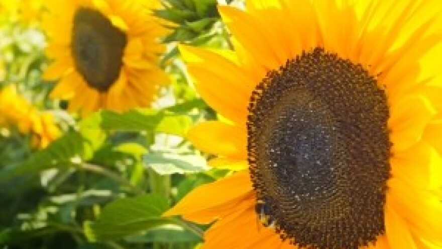 Pipunićeva tvrtka je novi vlasnik čepinske Uljare!