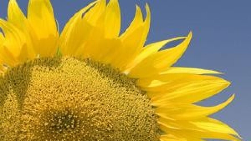 Mjere u zaštiti suncokreta