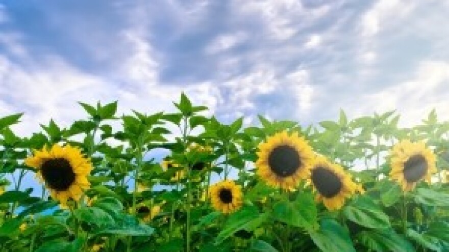 Kako do novaca iz EU fondova?