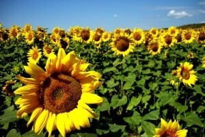 BASF ustupa licencu Clearfield Plus® za suncokret