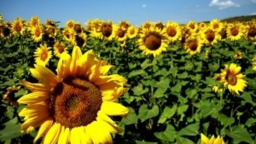 BASF ustupa licencu Clearfield Plus® za suncokret