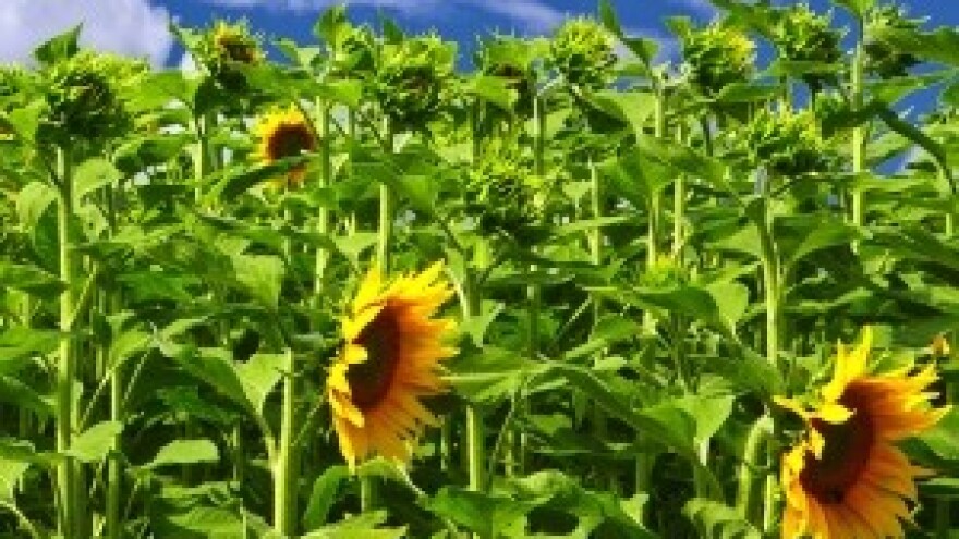 Vlada prodala čepinsku Tvornicu ulja za jednu kunu