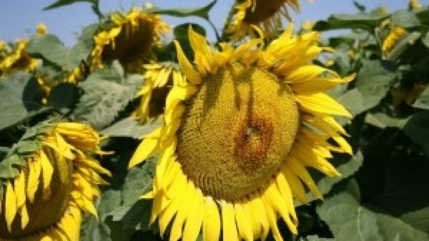 Krmni suncokret na oranicama bilogorskih poljoprivrednika