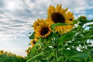 Administracija potroši svaku četvrtu kunu