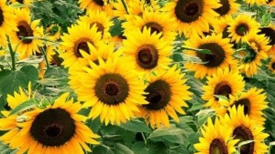 Ivica Crnković na čelu čepinske Uljare