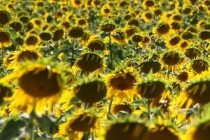 Oranice najčešća nekretnina u kupoprodaji