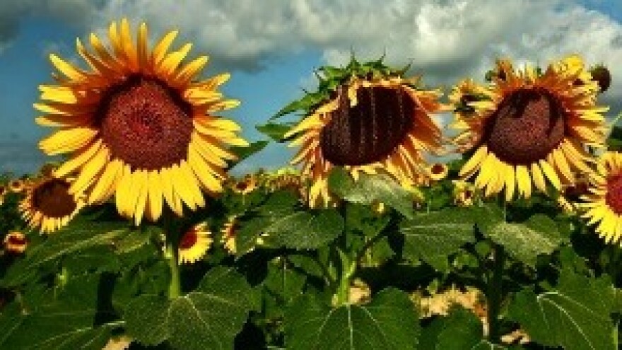Suradnja hrvatske i turske Agencije za pIaćanja u poljoprivredi