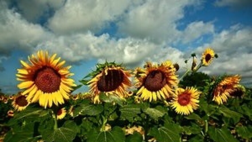 Žito ponudilo najvišu cijenu suncokreta