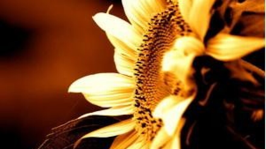 Uljane sjemenke obasjane suncem