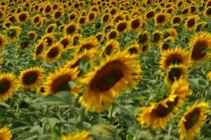 Otkupna cijena suncokreta samo 2 kn?