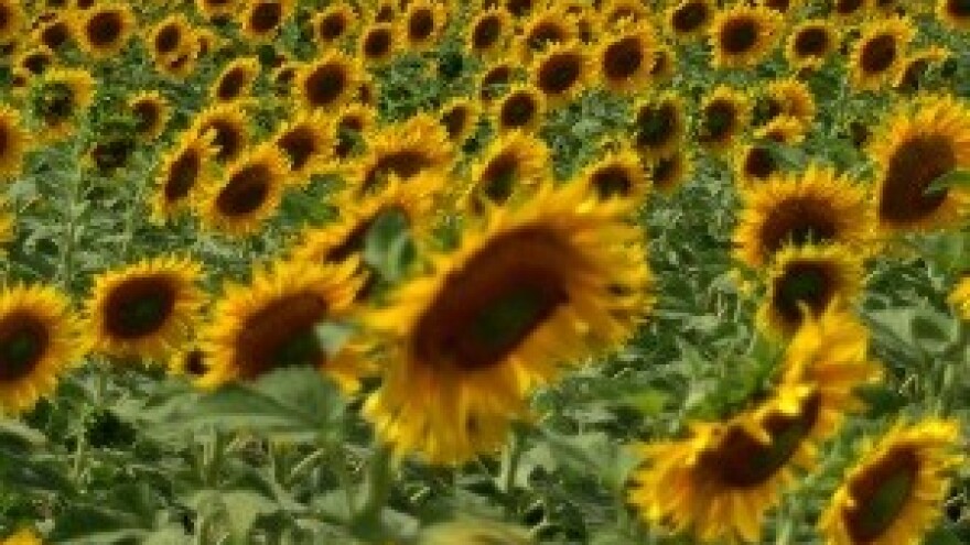 Otkupna cijena suncokreta samo 2 kn?