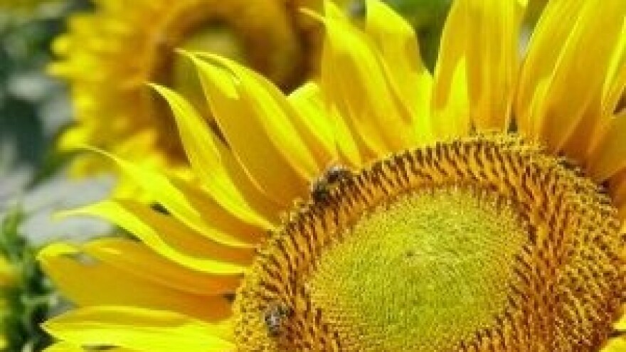 Čepinska uljara proizvest će 34 milijuna litara ulja