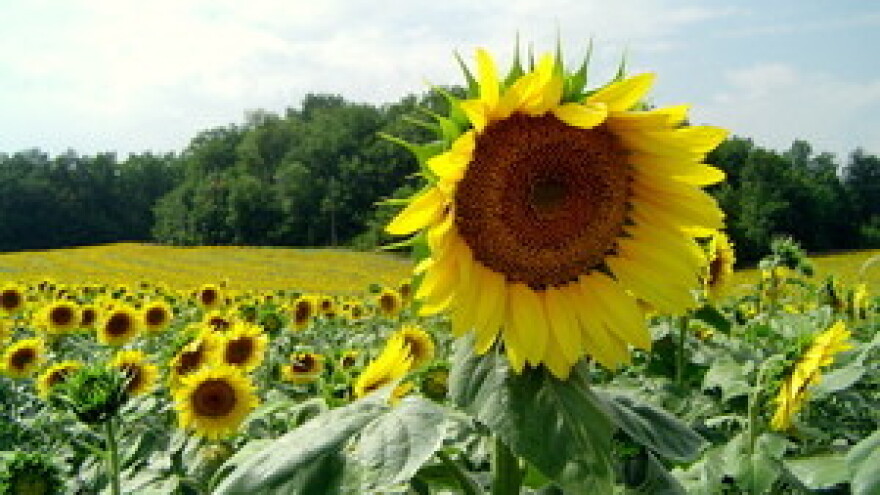 Iz Tvornice ulja Čepin uskoro novi brand ulja