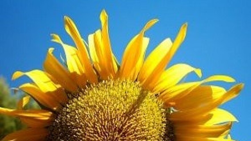 Stručni savjeti u proizvodnji žitarica i uljarica