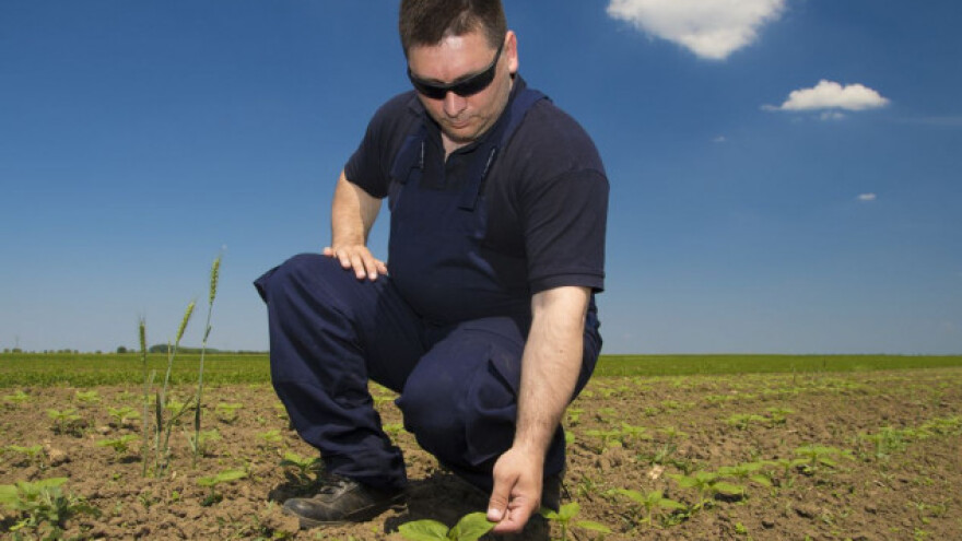 Suncokret i na lošijim tlima daje dobre prinose