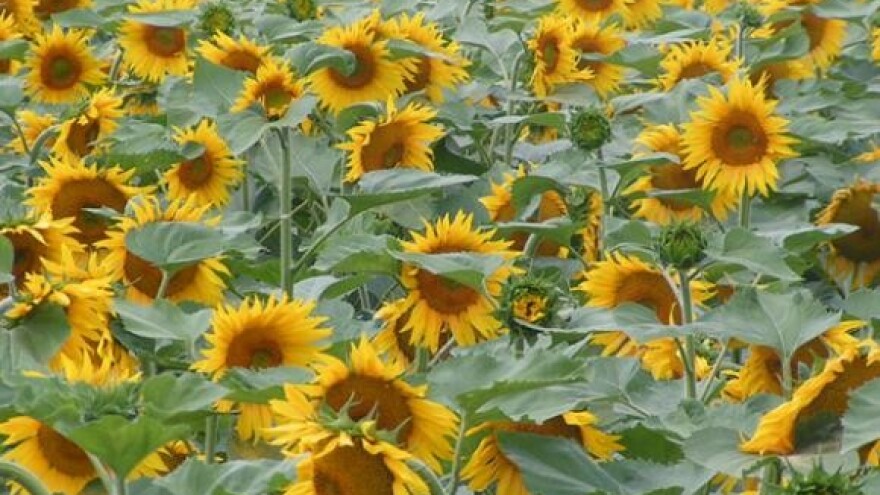 Poljoprivrednici u borbi za novac