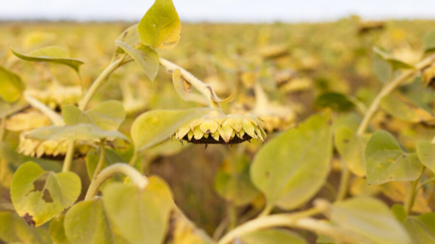 Počela žetva suncokreta, cijena kao i lani?