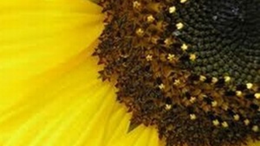 Dionice za kunu uz diskont na potraživanja