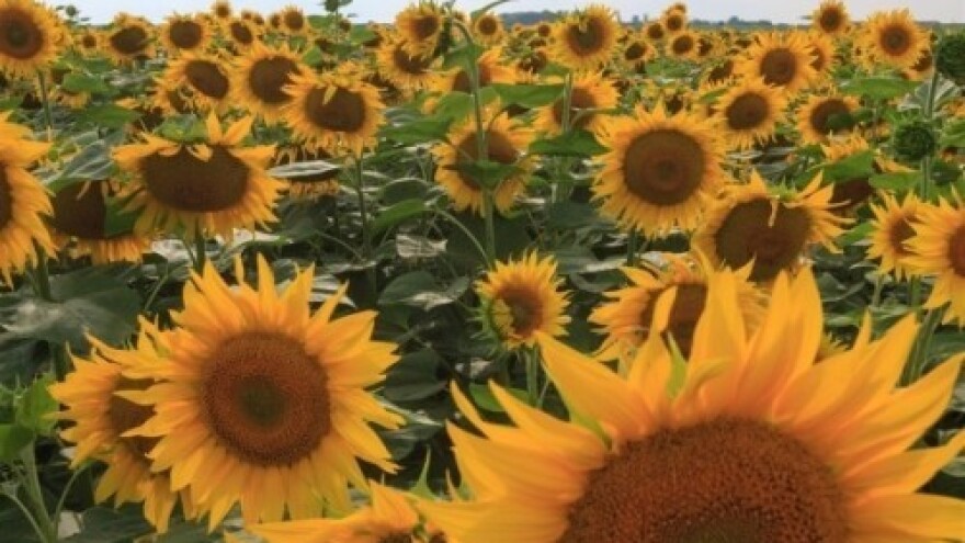 Suncokretu presudila vlaga?