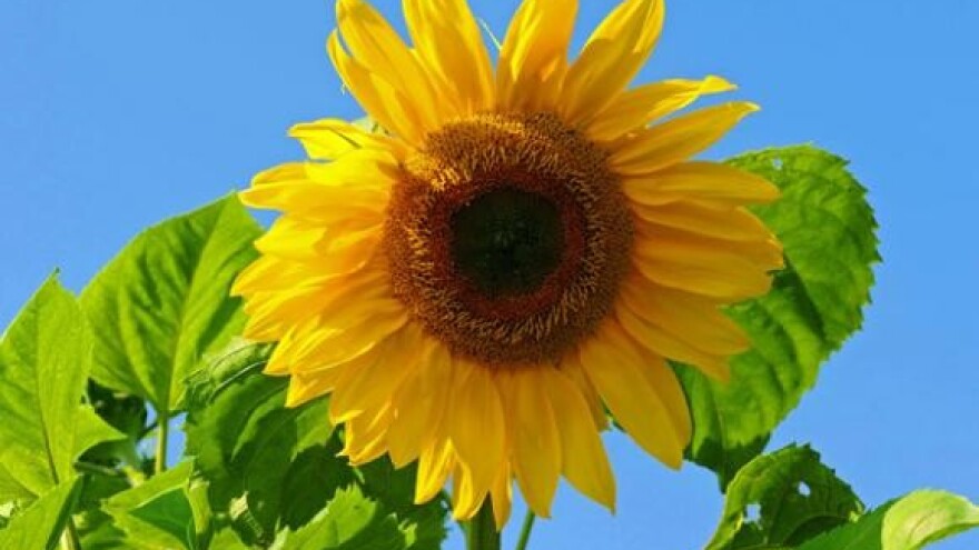 Sutra otvaranje IPA 2007 twinning projekta