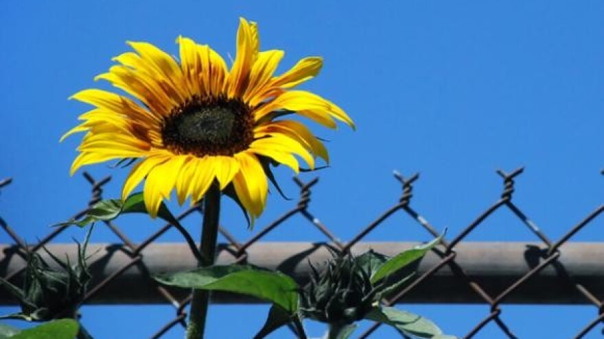 Hrvati morali vratiti 700 tisuća kuna EU fondovima