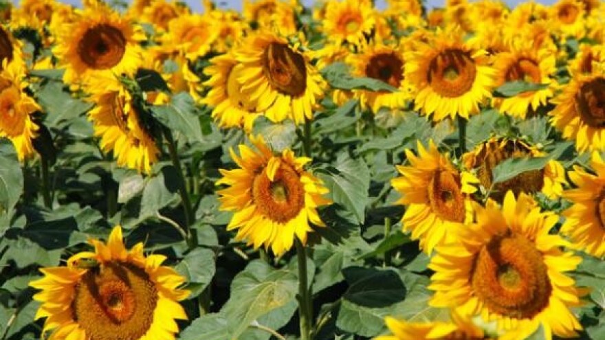 Kakva će biti žetva?