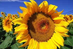 Agencija za poljoprivredno zemljište i dalje ništa ne radi