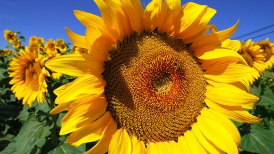 Agencija za poljoprivredno zemljište i dalje ništa ne radi