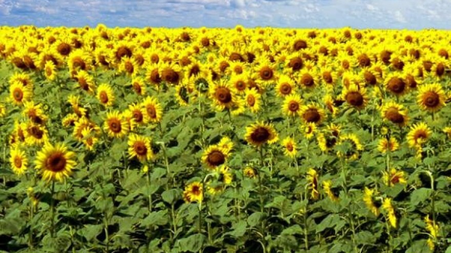 Skok cijena uljarica i brašna