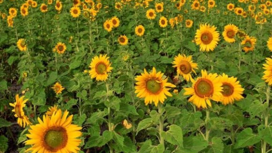 Postupak dobivanja sredstava iz IPARD programa