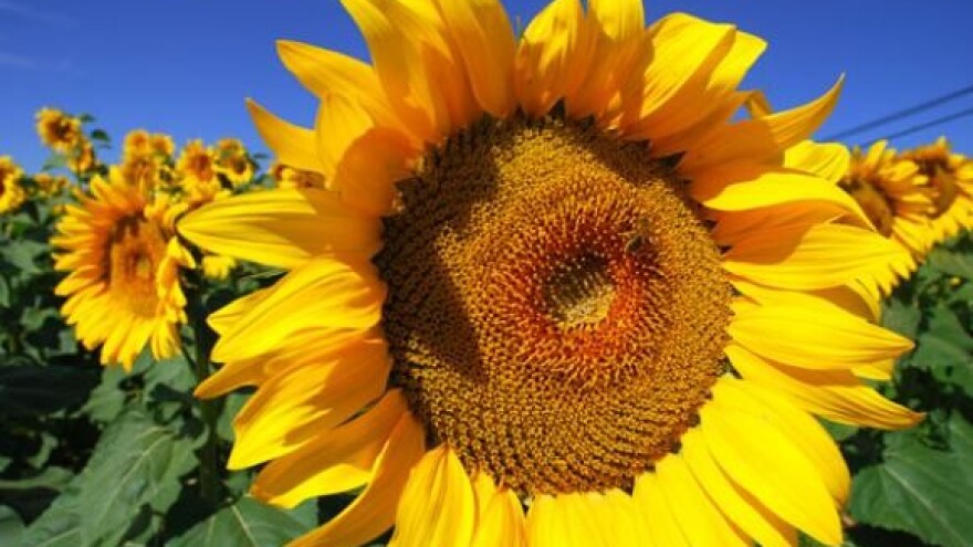 Dokapitalizacija zemljišta - rješenje "slučaja uljara"